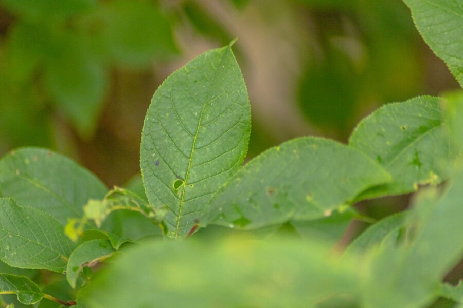 Prunus padus HO 10/12 P/K Prunus padus Hochstamm 10/12