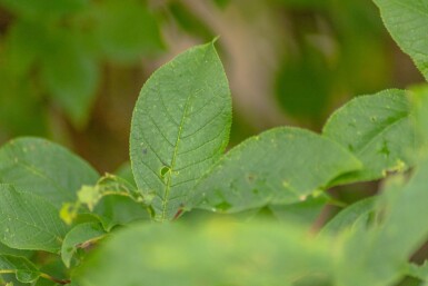 Prunus padus HO 10/12 P/K Prunus padus Hochstamm 10/12