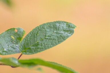 Prunus padus hochstamm 10/12