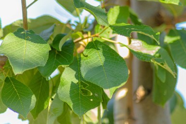 Prunus padus HO 10/12 P/K Prunus padus Hochstamm 10/12