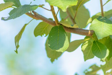 Prunus padus HO 10/12 P/K Prunus padus Hochstamm 10/12