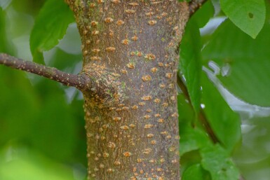 Prunus padus HO 10/12 P/K Prunus padus Hochstamm 10/12
