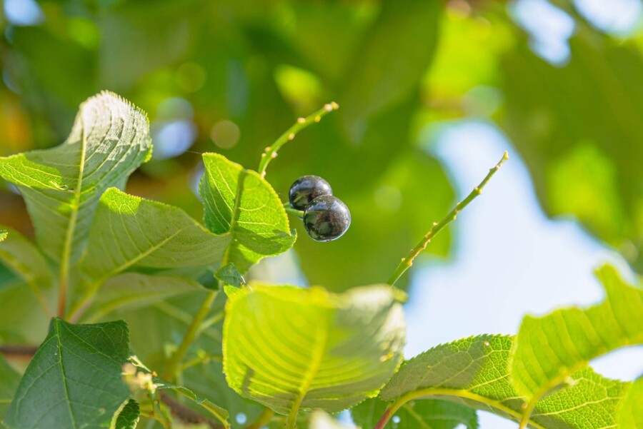 Prunus padus HO 10/12 P/K Prunus padus Hochstamm 10/12