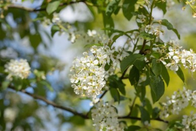 Prunus padus HO 10/12 P/K Prunus padus Hochstamm 10/12