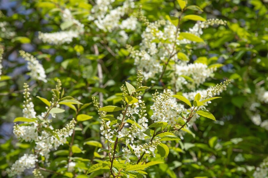 Prunus padus HO 10/12 P/K Prunus padus Hochstamm 10/12