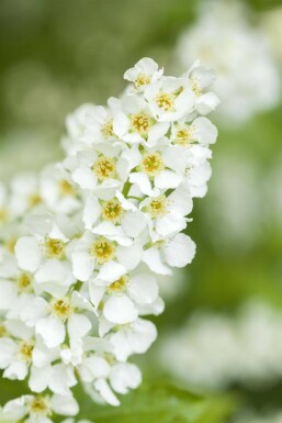 Prunus padus HO 10/12 P/K Prunus padus Hochstamm 10/12