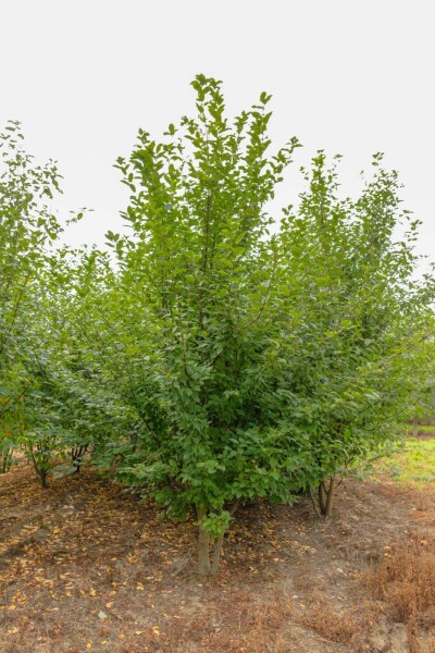 Prunus padus meerstammig