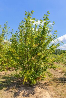 Prunus padus ME 200-250 P/K Prunus padus Mehrstämmig 200-250