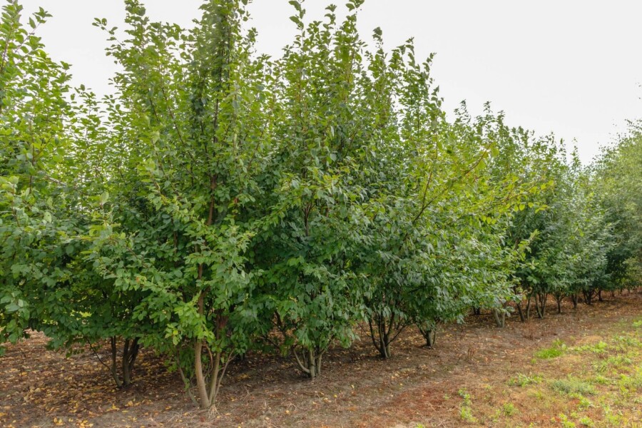 Prunus padus ME 200-250 P/K Prunus padus Mehrstämmig 200-250