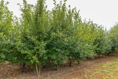 Prunus padus ME 200-250 P/K Prunus padus Mehrstämmig 200-250