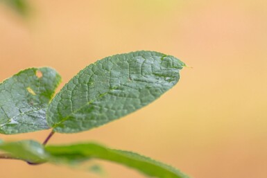 Prunus padus ME 200-250 P/K Prunus padus Mehrstämmig 200-250