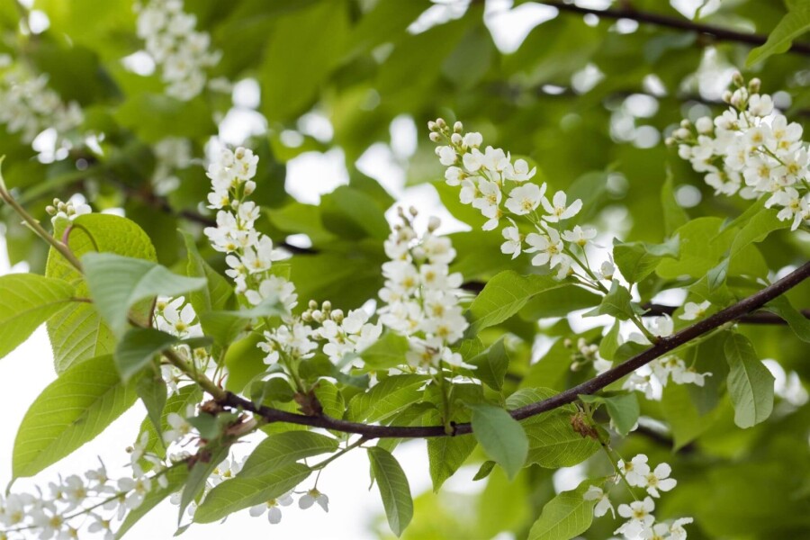 Prunus padus ME 200-250 P/K Prunus padus Mehrstämmig 200-250