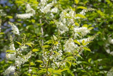 Prunus padus mehrstämmig 200-250