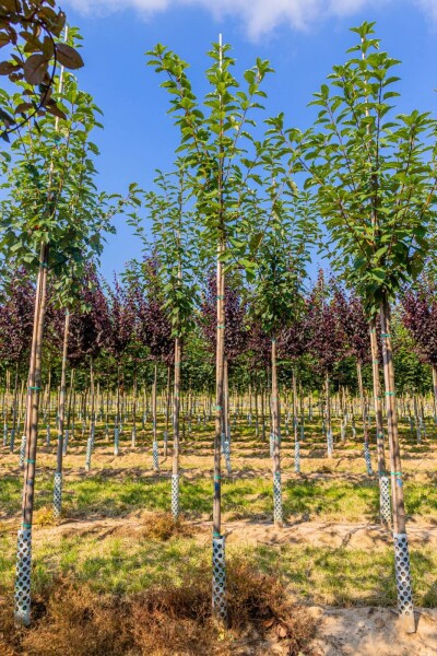 Prunus padus 'Watereri' Hochstamm Prunus padus 'Watereri' Hochstamm