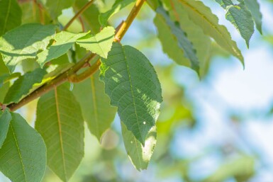 Prunus padus 'Watereri' hochstamm 10/12