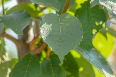 Prunus padus 'Watereri' HO 10/12 P/K Prunus padus 'Watereri' Hochstamm 10/12