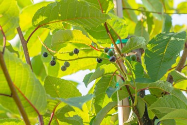 Prunus padus 'Watereri' hochstamm 10/12