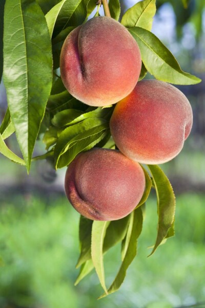 Prunus persica Prunus persica