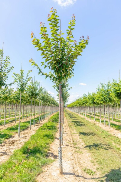 Prunus sargentii