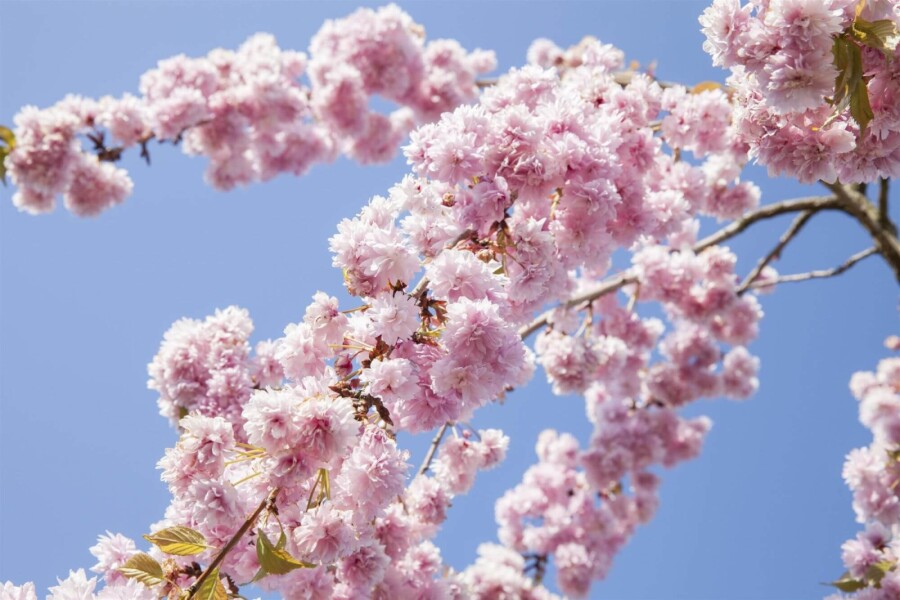 Prunus sargentii Prunus sargentii