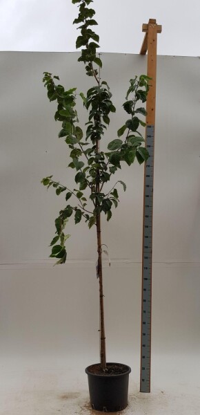 Prunus sargentii hoogstam Prunus sargentii hoogstam