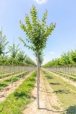 Prunus sargentii hochstamm 10/12