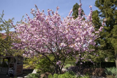 Prunus sargentii hochstamm 10/12