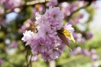 Prunus sargentii hochstamm 10/12