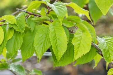 Prunus sargentii hochstamm 10/12