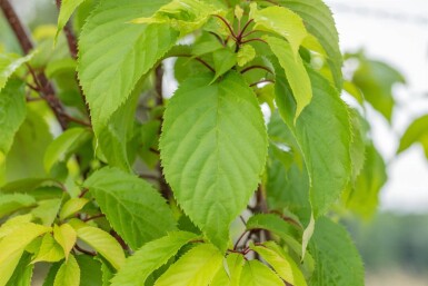 Prunus sargentii hochstamm 10/12