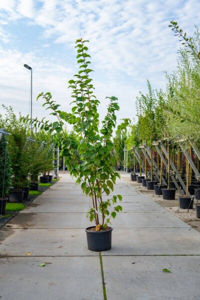 Prunus sargentii Mehrstämmig Prunus sargentii Mehrstämmig