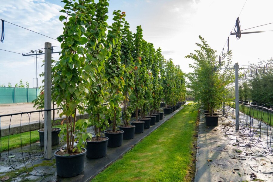 Prunus sargentii ME 200-250 P/K Prunus sargentii Mehrstämmig 200-250