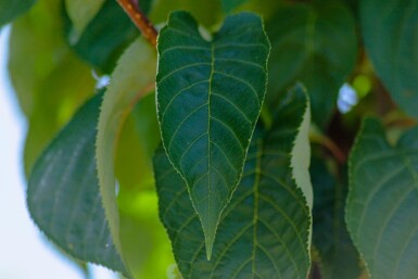 Prunus sargentii mehrstämmig 200-250