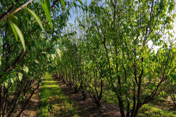 Prunus serrula Prunus serrula