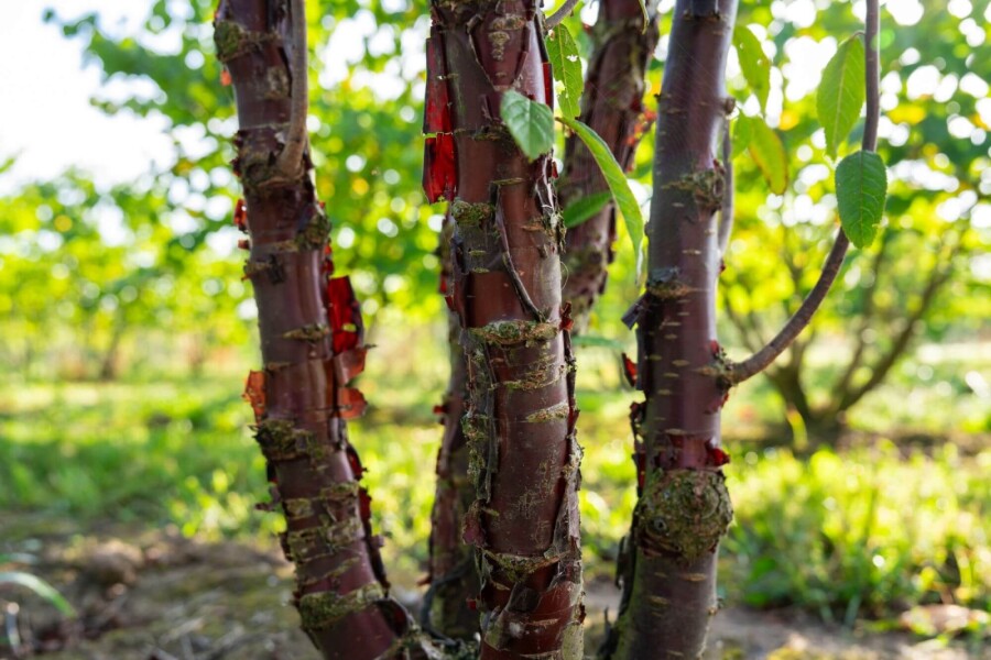 Prunus serrula Prunus serrula