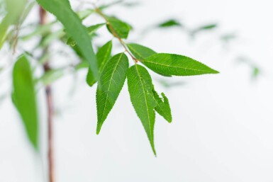 Prunus serrula hochstamm 6/8