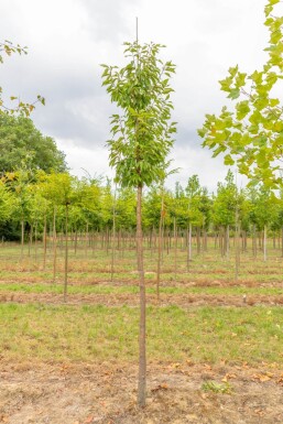 Prunus serrula hochstamm 6/8