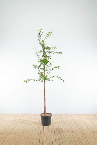 Prunus serrula Hochstamm Prunus serrula Hochstamm