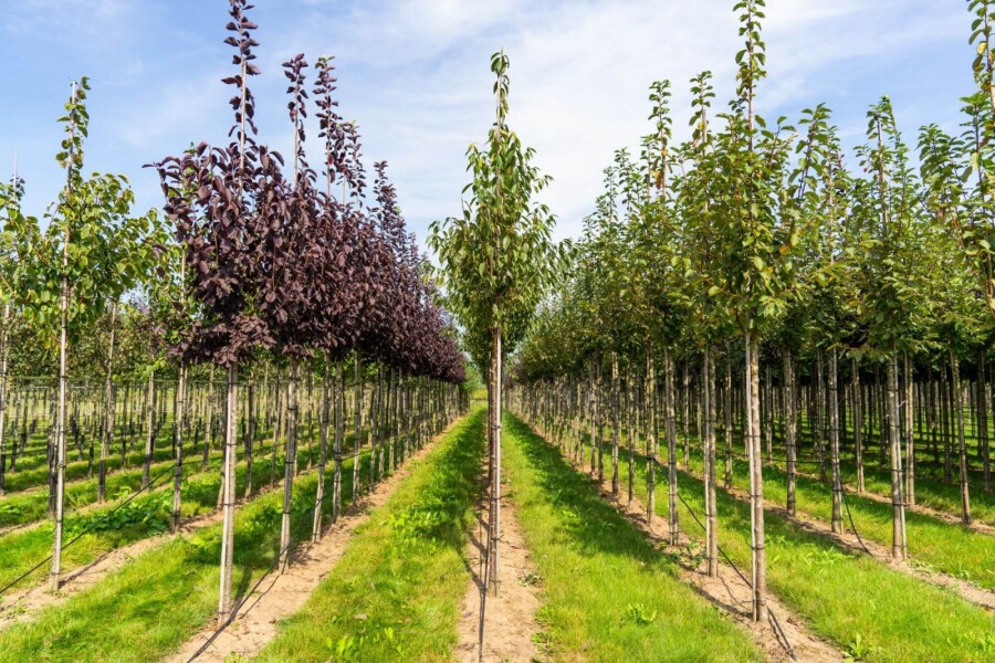 Prunus serrula HO 6/8 P/K Prunus serrula Hochstamm 6/8