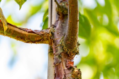 Prunus serrula hochstamm 6/8