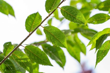 Prunus serrula hochstamm 6/8