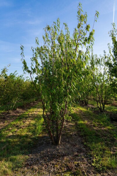 Prunus serrula Mehrstämmig Prunus serrula Mehrstämmig