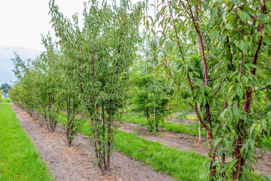 Prunus serrula ME 200-250 P/K Prunus serrula Mehrstämmig 200-250