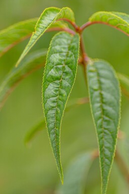 Prunus serrula mehrstämmig 200-250