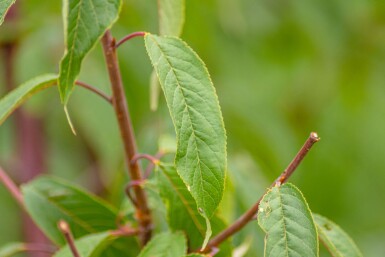 Prunus serrula mehrstämmig 200-250