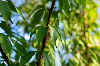 Prunus serrula mehrstämmig 200-250