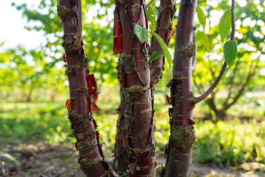 Prunus serrula mehrstämmig 200-250