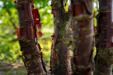 Prunus serrula mehrstämmig 200-250