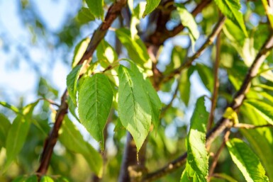 Prunus serrula mehrstämmig 200-250