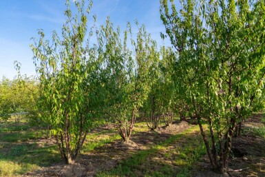 Prunus serrula mehrstämmig 200-250